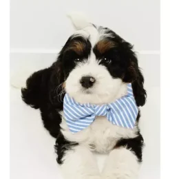 Pink Gingham Dog Bow Tie