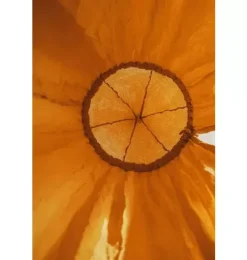 &ldquo;Ochre&rdquo; Canopy